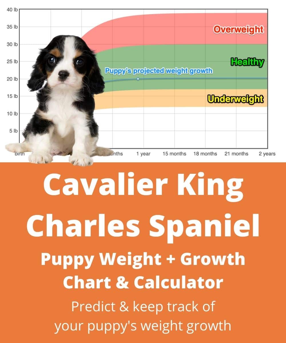 cavalier-king-charles-spaniel Puppy Weight Growth Chart